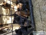 Belgian malinois