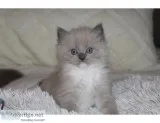 Ragdoll Kitten Rarer Mink Blue Mitted