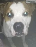 Pitbull mastiff