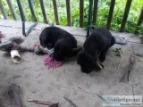 Mastador puppies