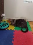 Female Cat for Adoption
