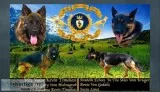 Akc Full Import German Shepherd pups