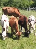 Calves