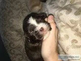 ShihTzu Puppies