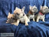 FrenchBulldog pups
