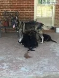 German Shepard Puppies