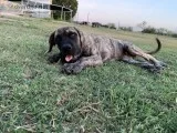 English Mastiff Pups