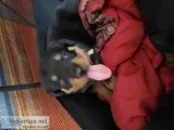 German Rottweiler puppies