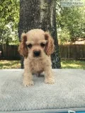 American cocker Spaniel Pups
