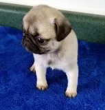 Gorgeous male and female Pug puppies