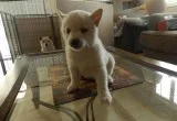 Shiba Inu puppies