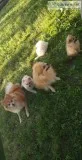Pomeranian puppies 4sale