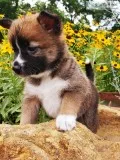 Pomshi
