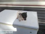 Chihuahua puppies