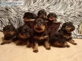 Akc rottweilers puppys utd ready to go home in 6 weeks 2 boys 6 