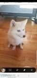 Rehome a beautiful Pomskie