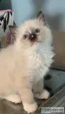 Ragdoll Kitten Female