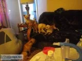 4 17 month old female chiweenies free to good homes