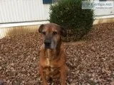 LOST PET