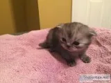Scottish Folds