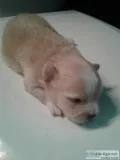 Designer Puppies for Sale