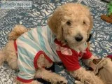 Standard poodle puppies