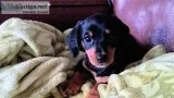 Mini Dachshund Black and Tan Smooth Male Puppy 8wks