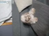 Toy Poodle