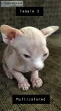 4 sphynx kittens available