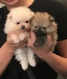 Toy beautiful pomeranian now available
