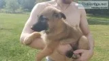 FEMALE BELGIAN SHEPHERD