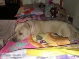 I have an 2 Year old American Girl Bully  that looking for a hom