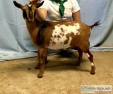 Nigerian dwarf Goat