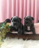 Outstanding Blue French Bulldog Puppies