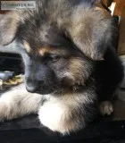 German Shepherd puppy