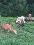 Sheeps