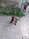 12 week puppy