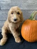 Goldendoodle F1B MALES 1250