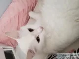 All white cat 2yo free to good home