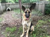 AKC Reg Female German Shepherd