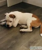 Olde English Puppy