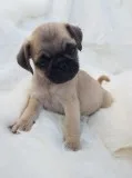 affectionate and loyal beautiful PUG needs a new best friend....