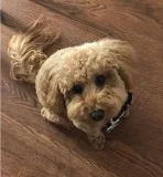 1.5 year old brown poodle needs a new home