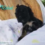 Cocker Spaniel Puppies