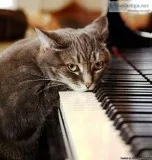 Piano Tuning in Bettendorf Iowa
