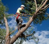 Top 6 Things To Know Before Hiring The Best Tree Removal Service