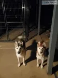 2 Siberian Huskies 600 And 8&times10 Kennle Available For 200
