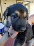German Shepard puppies