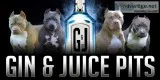top pitbull breeders  xxl pitbulls - ginandjuicepits.com