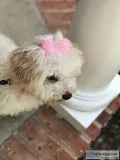 Yorkie-Poo